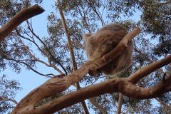 australie4377