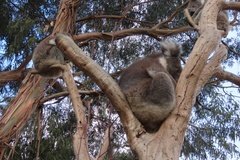 australie4379