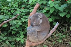 australie4380