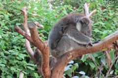australie4381