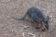 australie4384