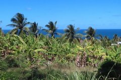 barbados1143