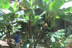 barbados1220