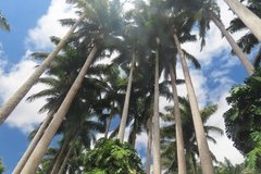 barbados1226