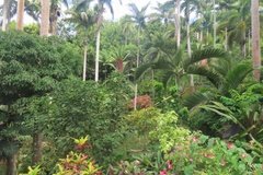 barbados1228