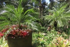 barbados1249