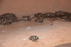 benin1546