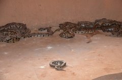 benin1546 benin1546