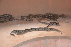 benin1547