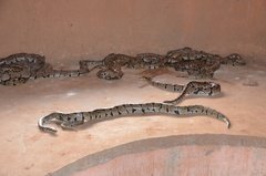 benin1547 benin1547