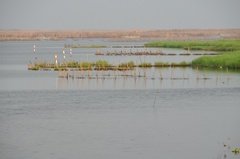 benin2274 benin2274
