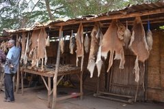 benin3286 benin3286