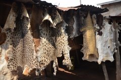 benin3291 benin3291
