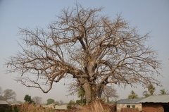 benin4093 benin4093
