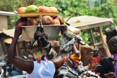 benin4140 benin4140