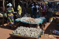 benin4523 benin4523