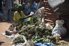 benin4526 benin4526