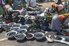 benin4542 benin4542