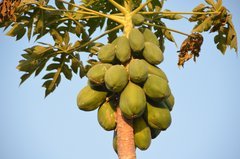 benin4619