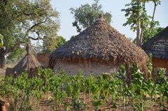 benin4752