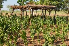 benin4763 benin4763