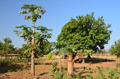 benin4769