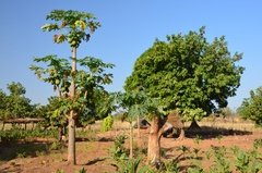 benin4769 benin4769