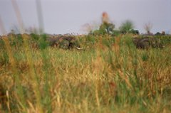 botswana1009