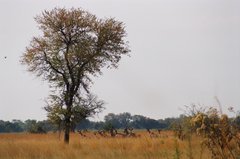 botswana1011