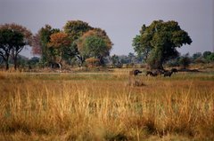 botswana1012