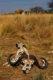 botswana1018