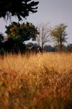 botswana1028