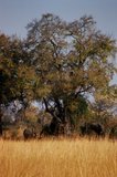 botswana1029