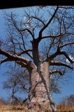 botswana1031