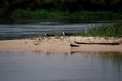 botswana1038