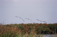 botswana1039