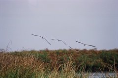 botswana1039
