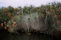 botswana1041