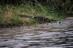 botswana1042