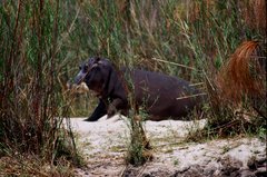 botswana1043