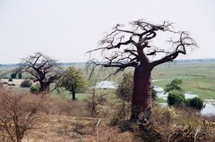 botswana1044