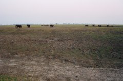 botswana1047