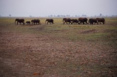botswana1048