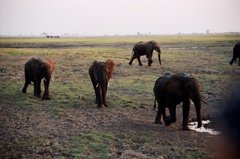botswana1049