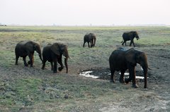 botswana1050