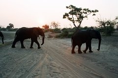botswana1051