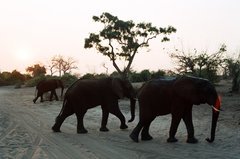 botswana1052