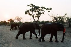 botswana1052