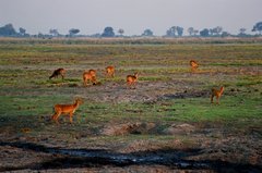 botswana1053