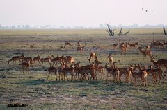 botswana1059